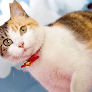 お顔も行動もとっても可愛い、白三毛みみちゃん！