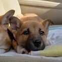 雑種犬♂推定3か月タカくん