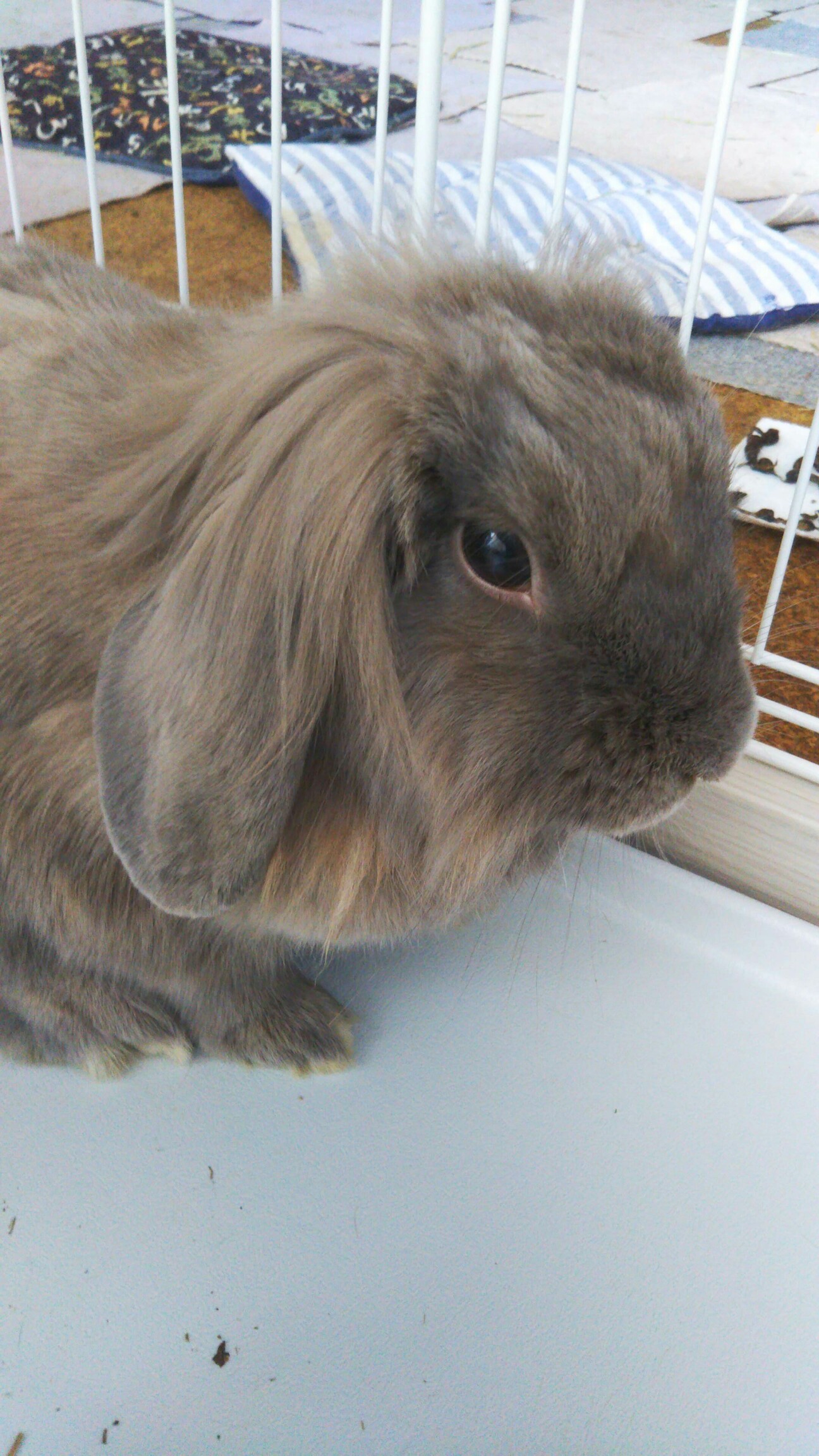 保護うさぎ ライオンロッ 東京都 小動物の里親募集 ペットのおうち 月間利用者150万人