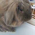 保護うさぎ：ライオンロップ不妊済み♀3才ジェシー