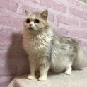 スコティッシュ(ロングヘアー)1歳半の女の子
