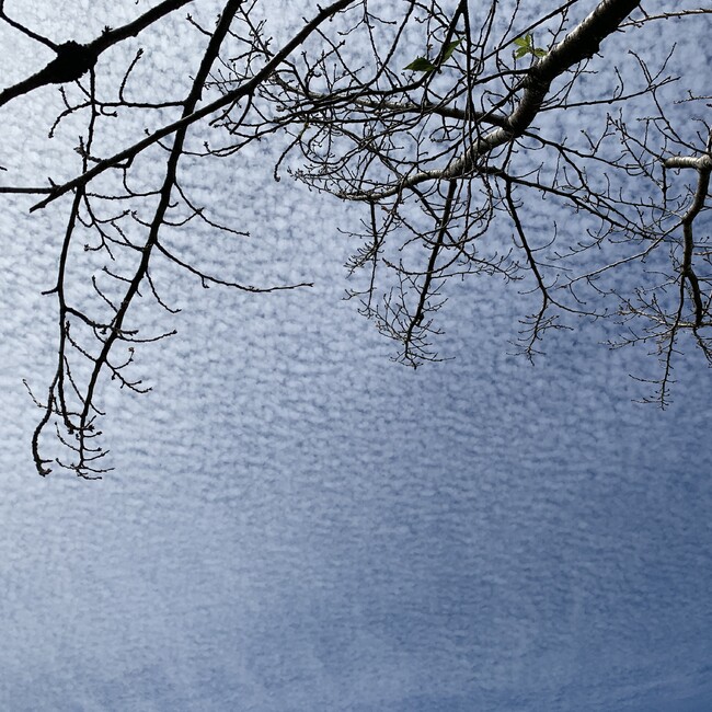 ばいのカバー写真