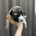 お話中です。大型犬になる子犬