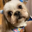 明るく甘えん坊なシーズー男の子