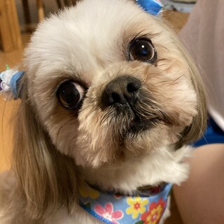 明るく甘えん坊なシーズー男の子