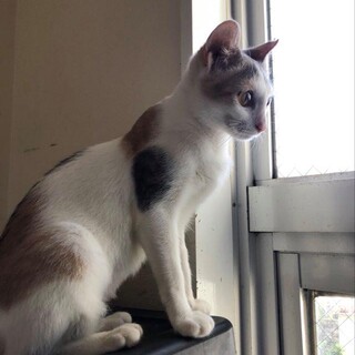 白三毛の美猫の、かぐやちゃん！