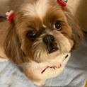 【お見合い予定】シーズー６歳女の子です