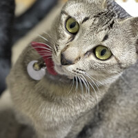 ウニ