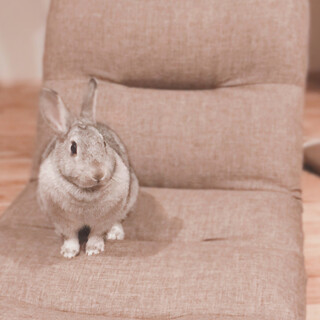 2歳半　ミニウサギ