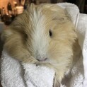 4才のモルモットです