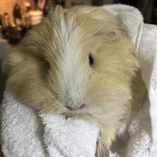 4才のモルモットです