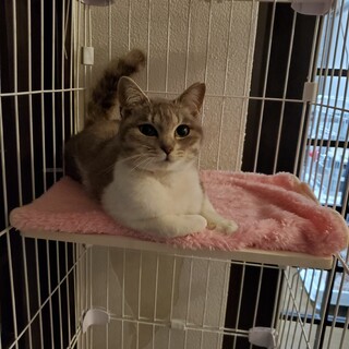 人懐っこい可愛い女の子 