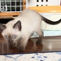 【ルスルス】おかげさまで里親さまが決まりました