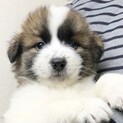［4/25Terra里親会参加］予約制