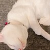 しげのまさひろ