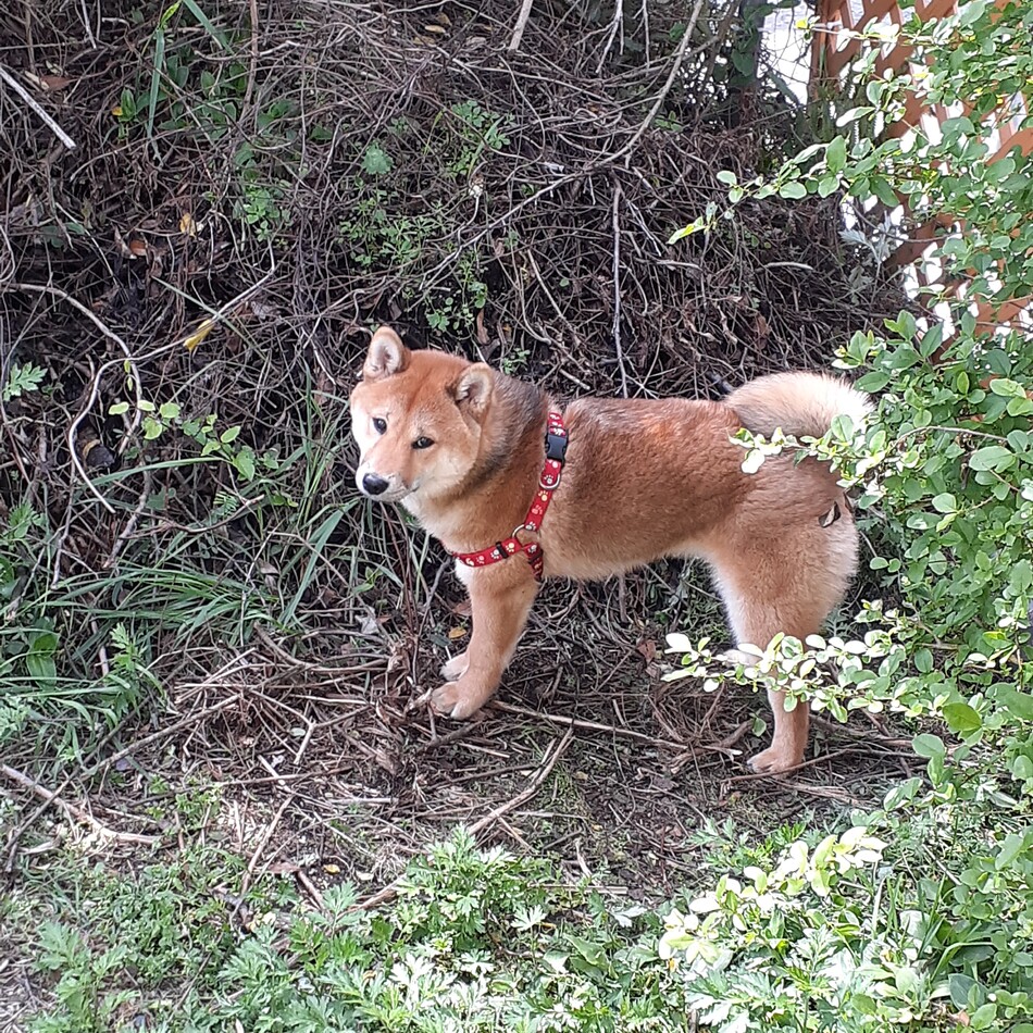 はっさく 柴犬 ペットのおうち 月間利用者150万人