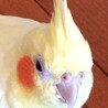ランボンボン