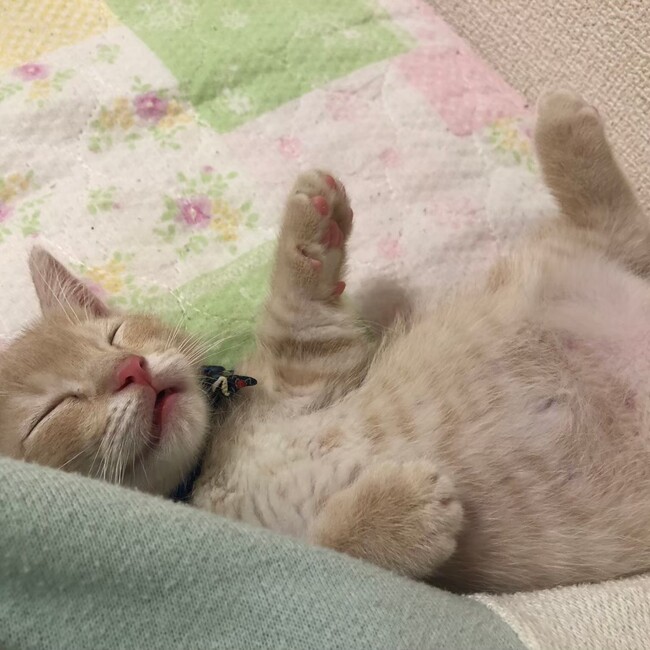 てってNo1のカバー写真