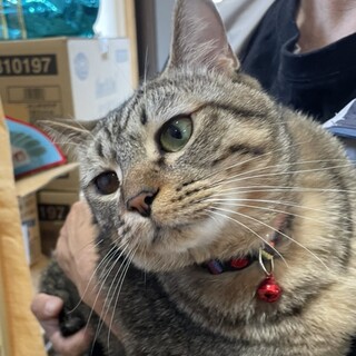 抱っこも一緒に寝るのも好き❤️夢兄