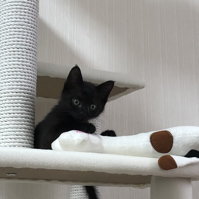 ぱぴまるのカバー写真