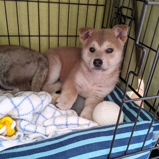 生後2ヶ月☆キリッと美人な女のコ