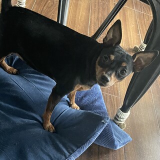 ミニピン里親探し