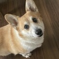 コーギー里親探し