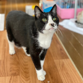 人馴れ抜群シニア猫（痴呆症状の為募集終了）