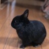 coco_0127