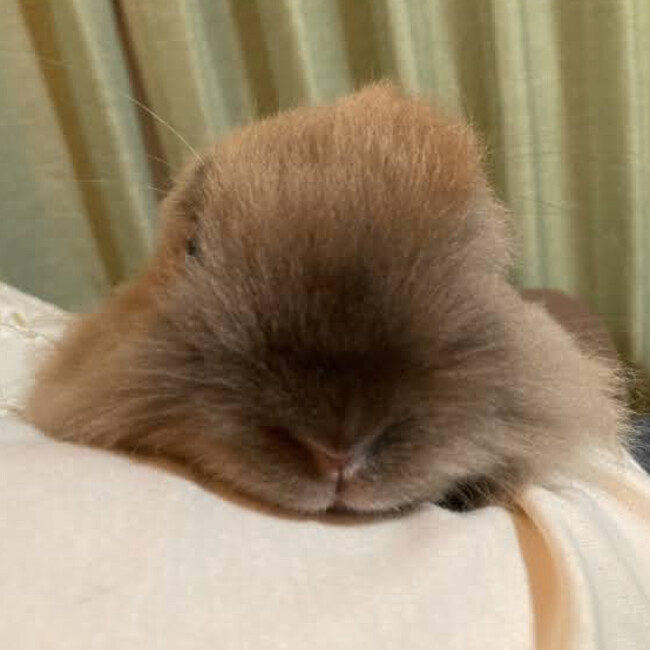 coco_0127のカバー写真