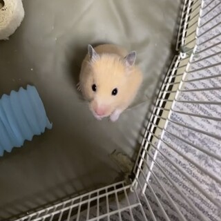 おっとりしたキンクマの女の子です。