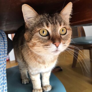 募集一時停止／淡い麦わらちょっとツンデレ甘えんぼう