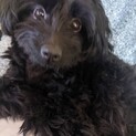 ポメプー