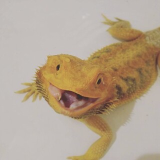 急募!!  強制給餌のフトアゴヒゲトカゲ