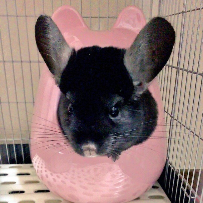 ひよじのカバー写真