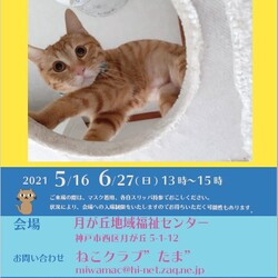 保護猫の里親会