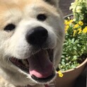 おっとりな僕、秋田犬「健ちゃん」