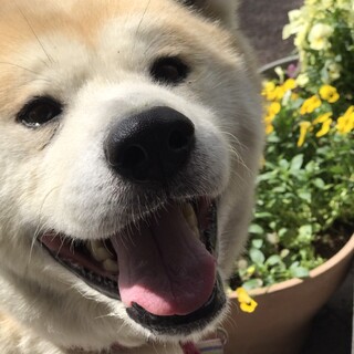 おっとりな僕、秋田犬「健ちゃん」