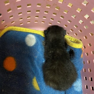 生後10日位、黒ネコ保護　里親決定