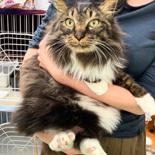 人が大好き甘えん坊☆がんもくん2歳