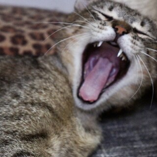 毒を盛られ生死の淵命を繋いだラッキーくん。