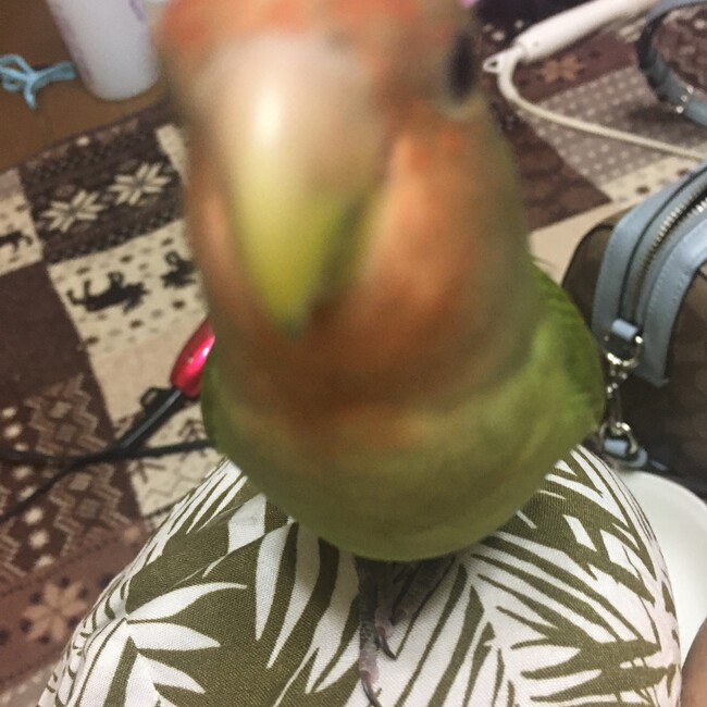 シフォンとキキママのカバー写真