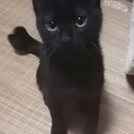 ６ヶ月の女の子です