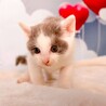 ちっちゃい兄妹赤ちゃん猫、白グレーのチビにゃん！ サムネイル6