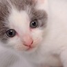 ちっちゃい兄妹赤ちゃん猫、白グレーのチビにゃん！ サムネイル7