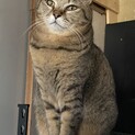 大人しい人好き