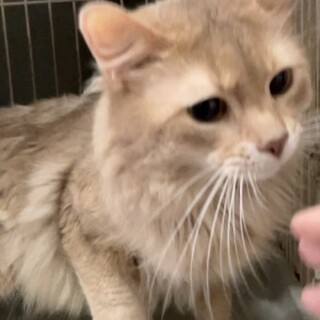 ソマリのピックくん