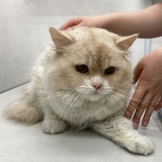 スコティッシュフォールドのりょうまくん