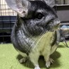 チンチラ 男の子 生後6ヶ月 スタンダードグレー サムネイル2