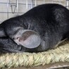 チンチラ 男の子 生後6ヶ月 スタンダードグレー サムネイル3